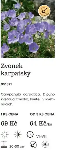 Starkl Zvonek karpatský nabídka