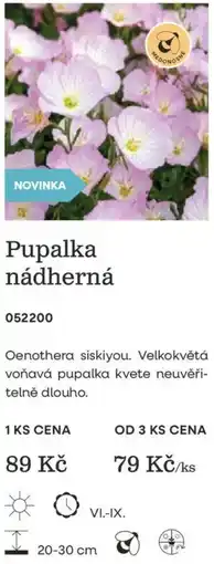 Starkl Pupalka nádherná nabídka