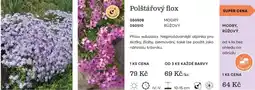 Starkl Polštářový flox nabídka