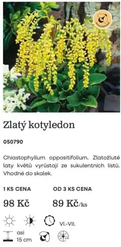 Starkl Zlatý kotyledon nabídka