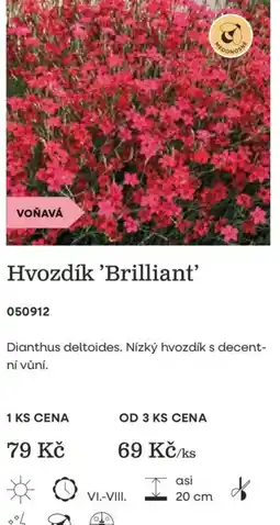 Starkl Hvozdík 'Brilliant' nabídka