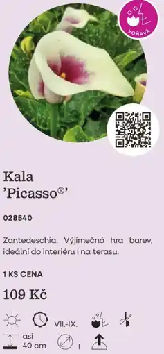 Starkl Kala 'Picasso nabídka
