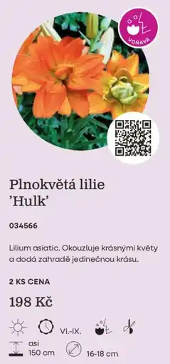 Starkl Plnokvětá lilie 'hulk' nabídka