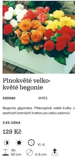 Starkl Plnokvěté velko-květé begonie nabídka