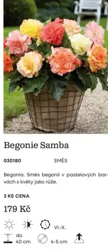 Starkl Begonie Samba nabídka