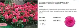 Starkl Záhonová růže 'Ingrid Wendl' nabídka