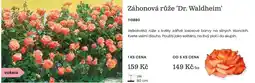 Starkl Dr. Waldheim záhonová růže nabídka