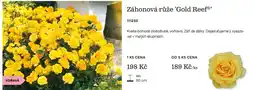 Starkl Záhonová růže Gold Reef nabídka