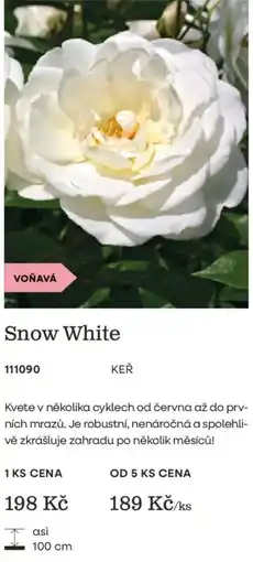 Starkl Snow White nabídka