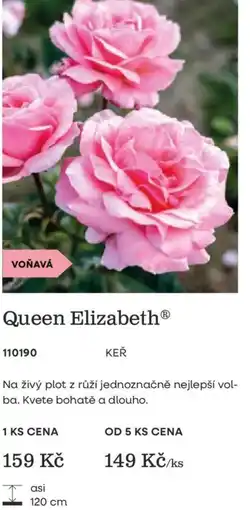 Starkl Queen Elizabeth nabídka