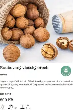 Starkl Roubovaný vlašský ořech nabídka
