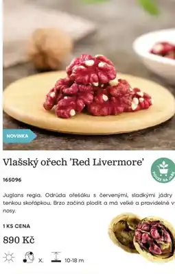 Starkl Vlašský ořech 'Red Livermore' nabídka