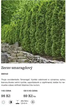 Starkl Zerav smaragdový nabídka