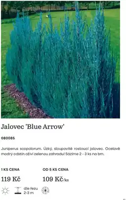 Starkl Jalovec 'Blue Arrow' nabídka