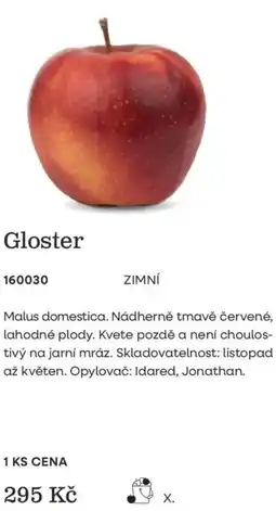 Starkl Gloster nabídka