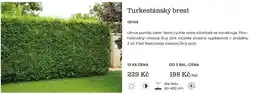 Starkl Turkestánský brest nabídka