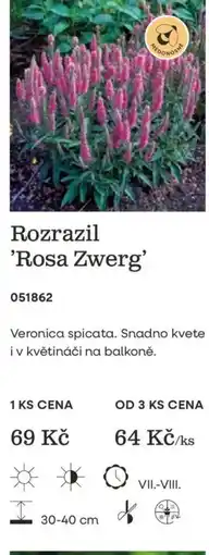 Starkl Rozrazil 'Rosa Zwerg' nabídka