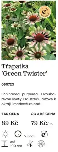 Starkl Třapatka 'Green Twister' nabídka