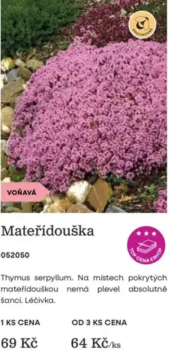 Starkl Mateřídouška nabídka