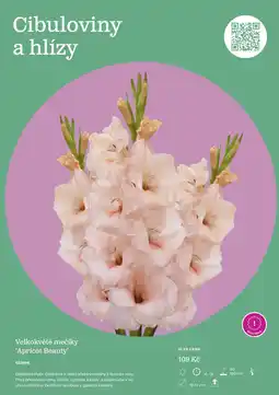 Starkl Velkokvěté mečíky 'Apricot Beauty' nabídka