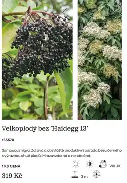 Starkl Velkoplodý bez 'Haidegg 13' nabídka