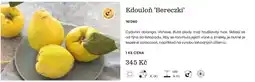 Starkl Kdouloň 'Bereczki' nabídka