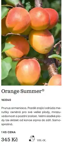 Starkl Orange Summer nabídka