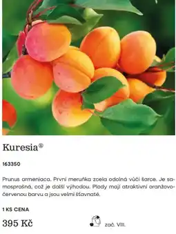 Starkl Kuresia nabídka