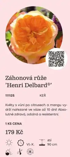 Starkl Henri Delbard® Záhonová růže nabídka