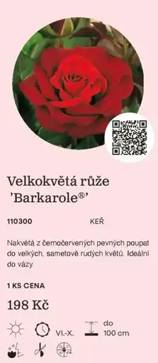 Starkl Barkarole® Velkokvětá růže nabídka