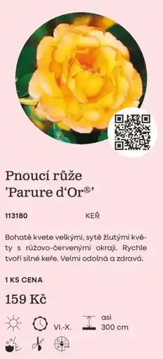 Starkl Pnoucí růže 'Parure d'Or®' nabídka