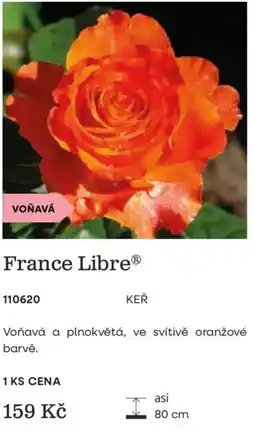 Starkl France Libre nabídka