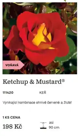 Starkl Ketchup & Mustard nabídka