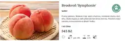 Starkl Broskvoň 'Symphonie' nabídka