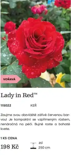 Starkl Lady in Red nabídka