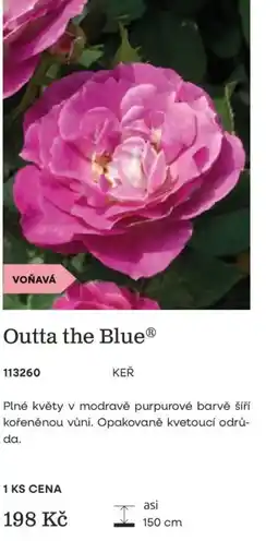 Starkl Outta the Blue nabídka