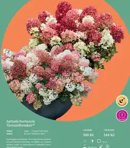 Starkl Latnatá hortenzie 'Groundbreaker®' nabídka