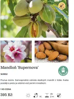 Starkl Mandloň Supernova nabídka