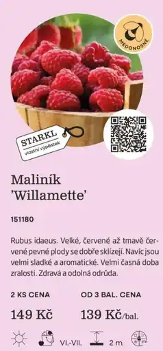 Starkl Maliník 'willamette' nabídka