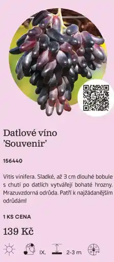 Starkl Datlové víno 'Souvenir' nabídka
