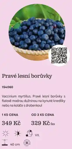 Starkl Pravé lesní borůvky nabídka