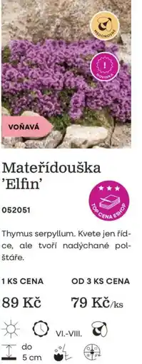 Starkl Mateřídouška 'Elfin' nabídka