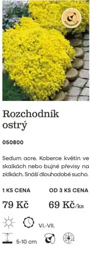 Starkl Rozchodník ostrý nabídka