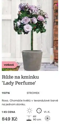 Starkl Stromek Růže na kmínku 'Lady Perfume' nabídka