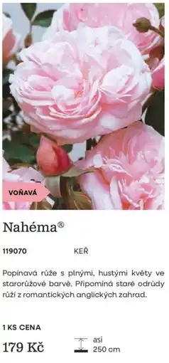 Starkl NahémaⓇ= nabídka