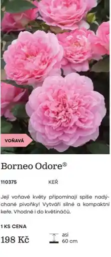 Starkl Borneo Odore nabídka