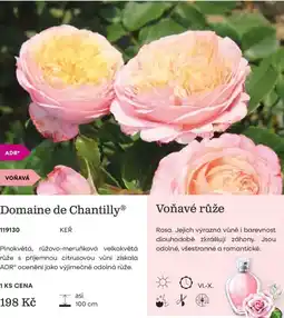 Starkl Domaine de Chantilly nabídka