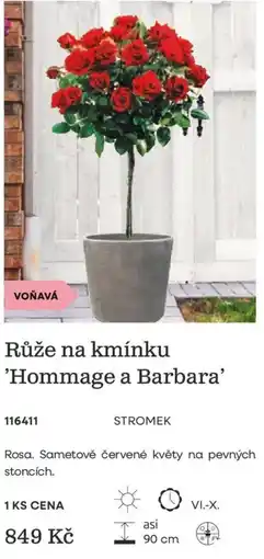 Starkl Růže na kmínku 'Hommage a Barbara' nabídka