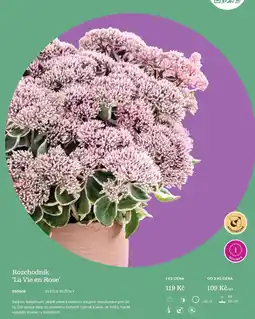 Starkl Rozchodník 'La Vie en Rose' nabídka