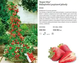 Starkl Super Star stáleplodící popínavé jahody nabídka